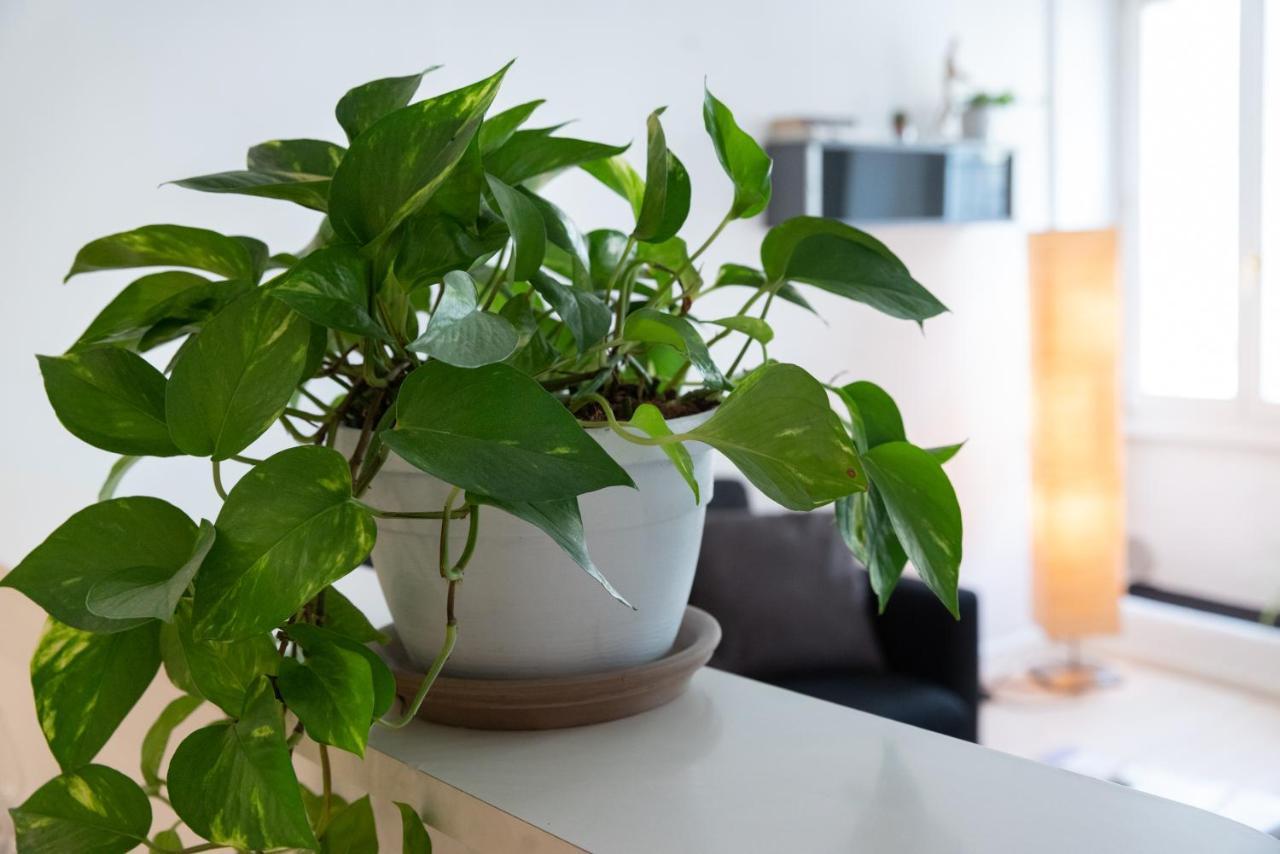 Apartament Duomo Flat Trydent Zewnętrze zdjęcie